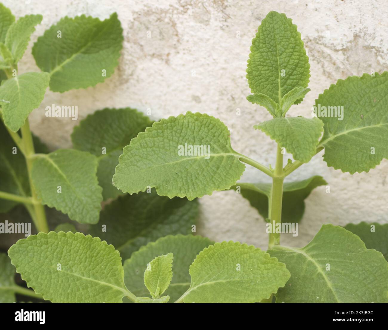 a closeup of mexican mint leaves Stock Photo