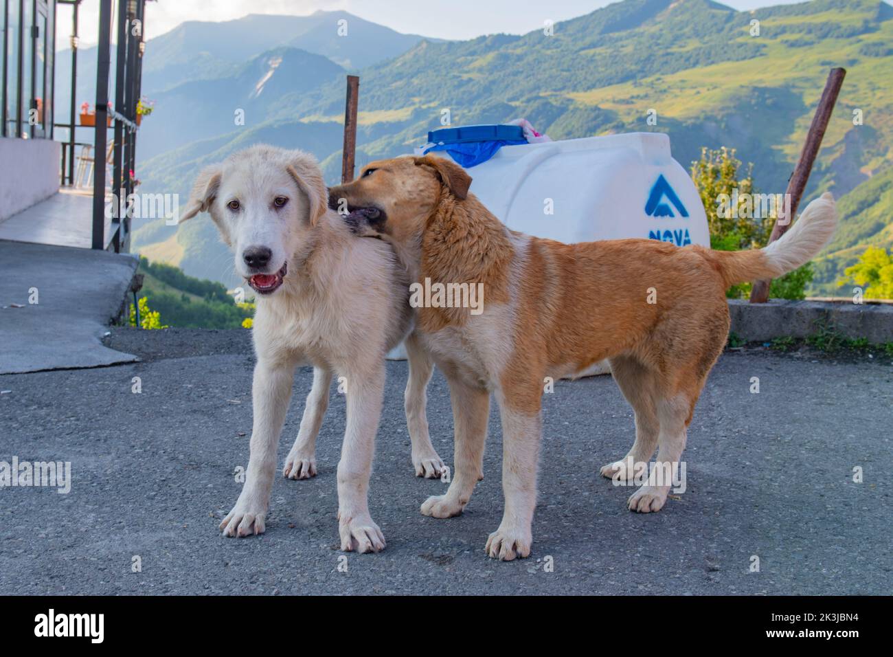 Red dogs hires stock photography and images Alamy