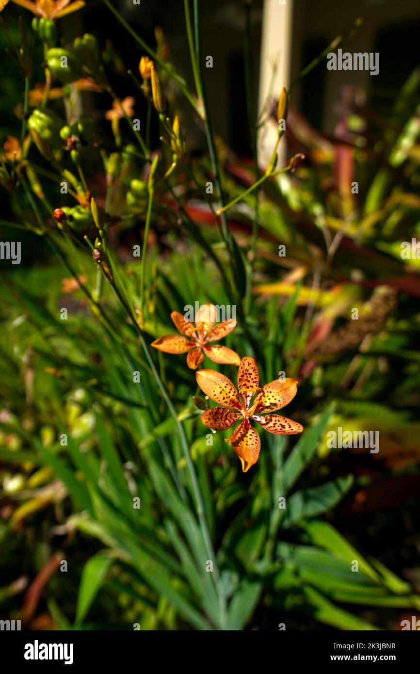 a vertical shot of Blackberry Lily flowers Stock Photo