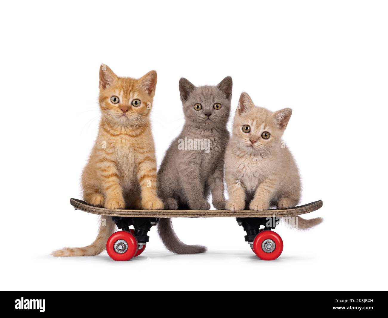 3 Cute red British Shorthair cat kittens, sitting on child skateboard. Looking straight to camera. Isolated on a white background. Stock Photo