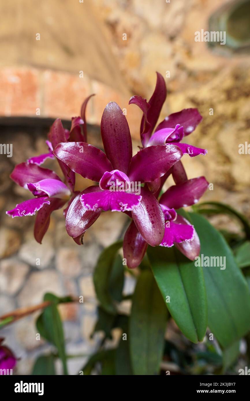 a selective focus vertical closeup of Cattleya tigrina orchid flowers Stock Photo