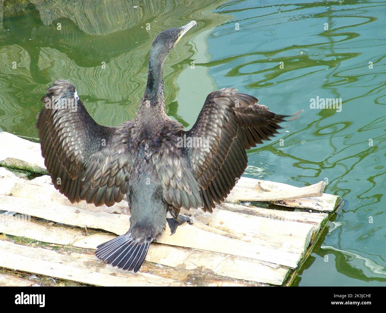 A black cormorant on a wooden deck in the water Stock Photo