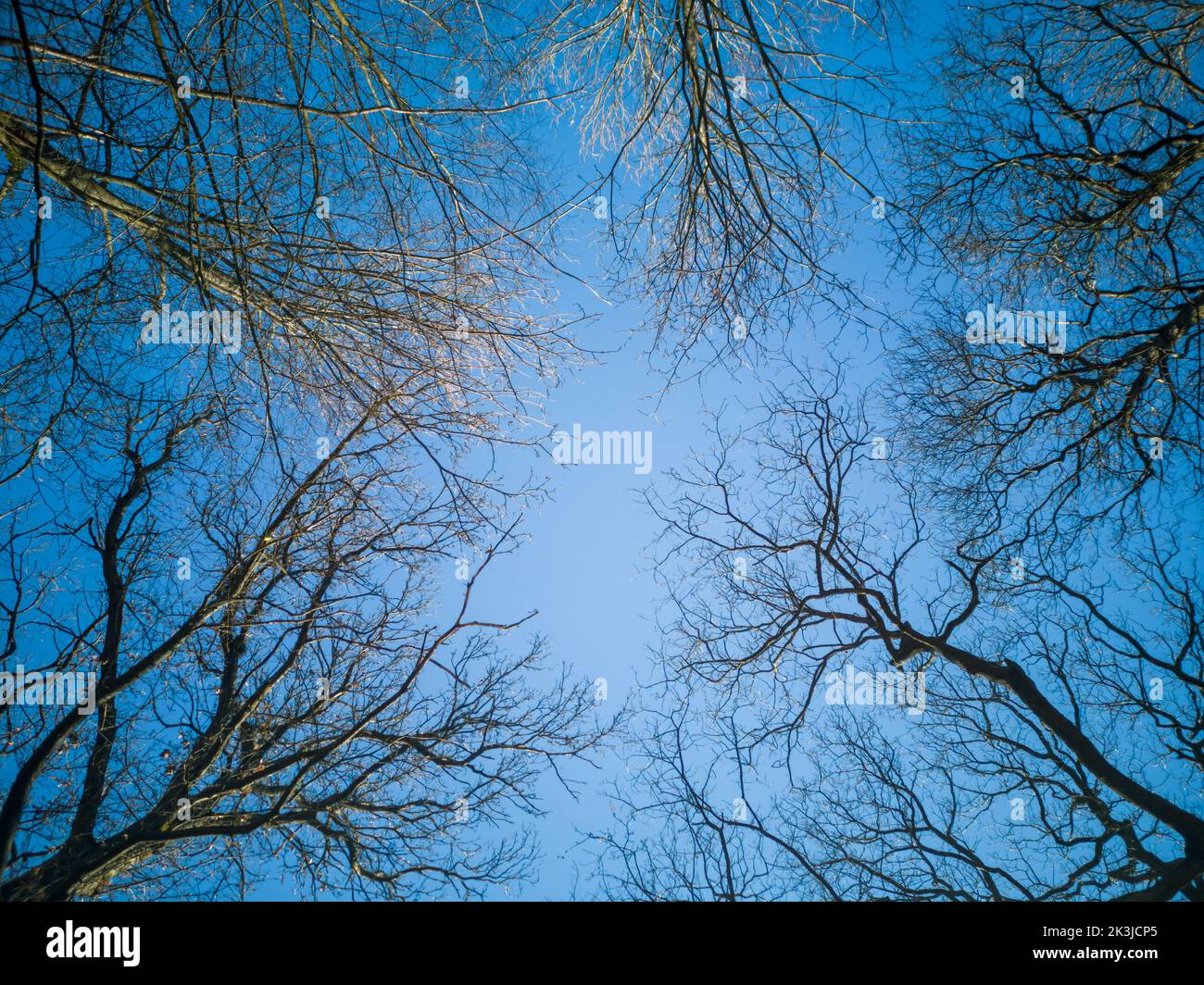 Looking up at trees in a forest in winter. Blue sky background Stock Photo