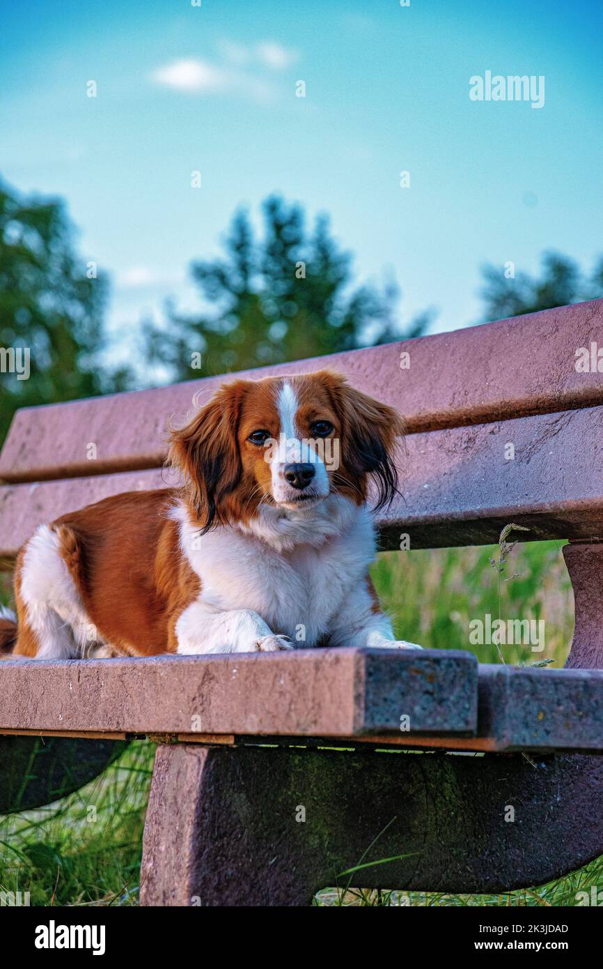 The Kooikerhondje breed dog sitting on the bench in the park, close-up ...