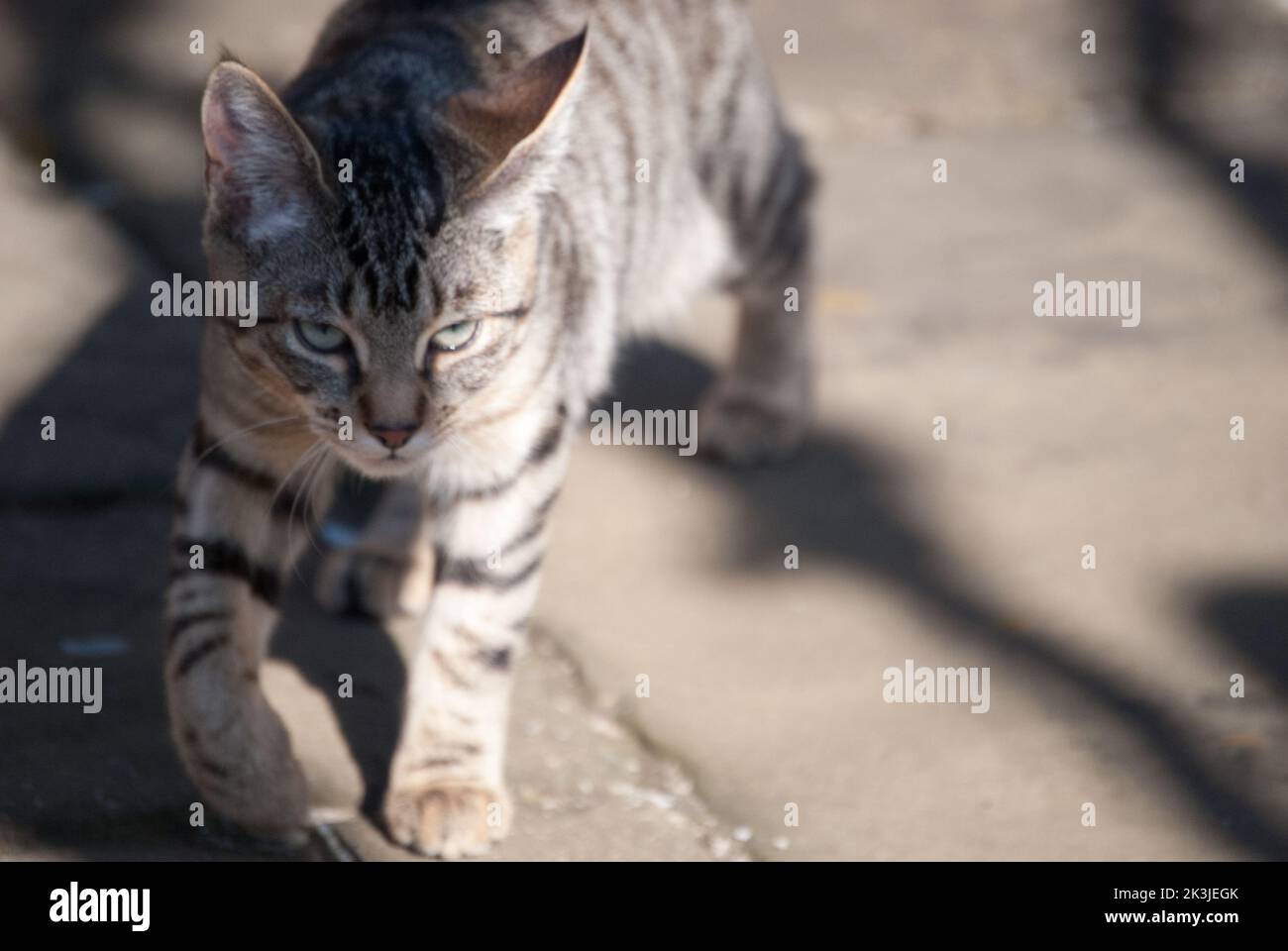 Tabby Cat Close up Summer patio Tabby Kittens close up Stock Photo - Alamy