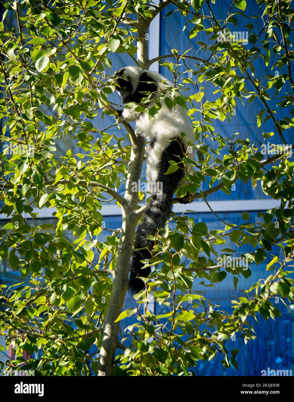 Black-and-White Ruffed Lemur Calgary Zoo Alberta Stock Photo