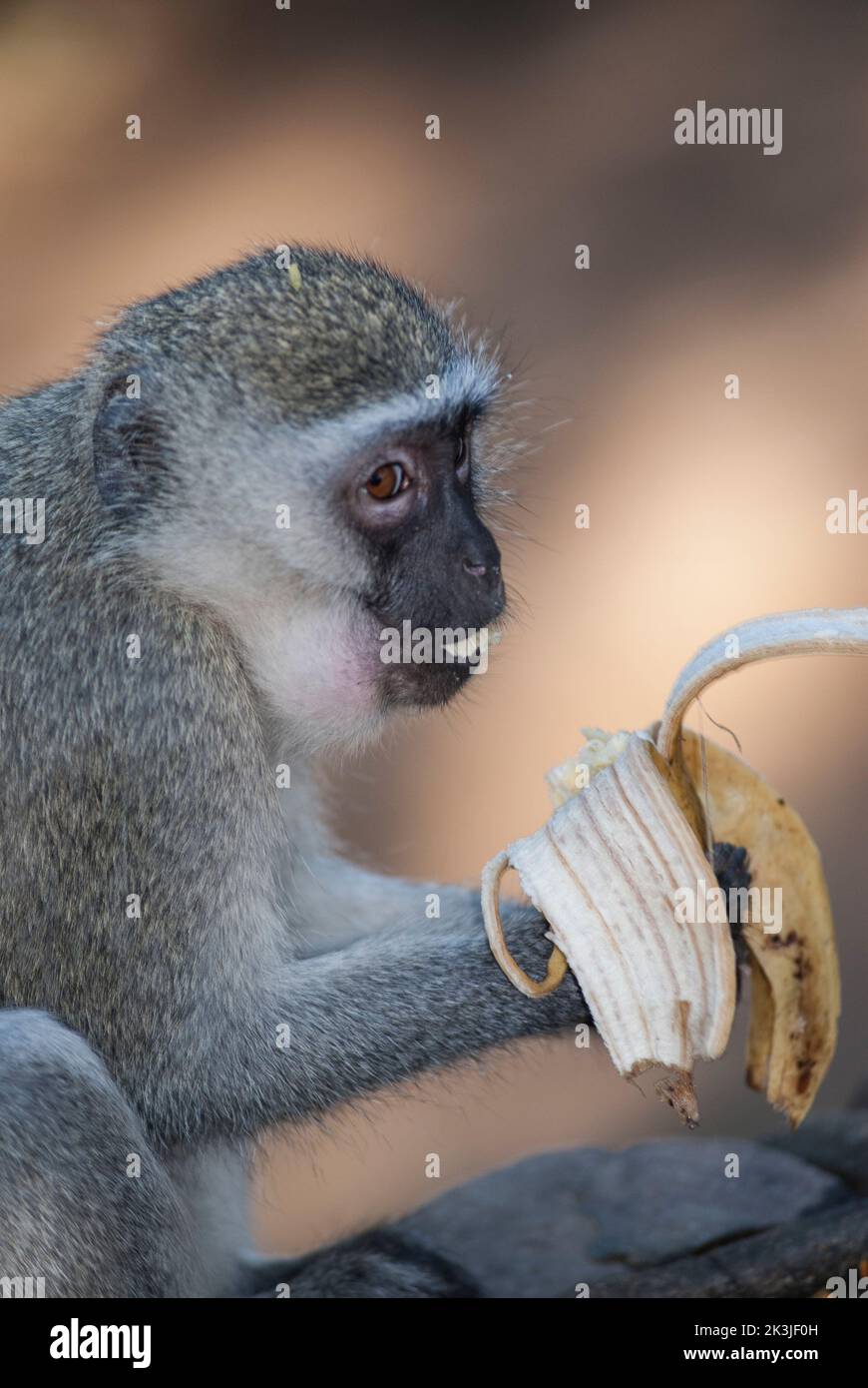 Monkey eating banana.South Africa Stock Photo - Alamy