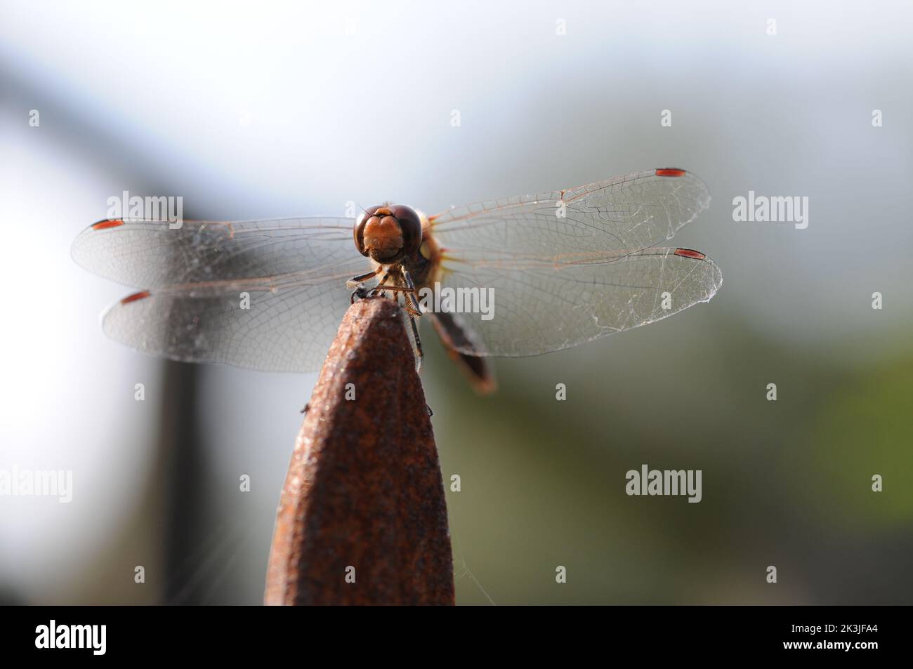 Macrophotography Dragonfly on a rusty obelisk. Detailed close up shot. Hovering on object in sun. Stock Photo