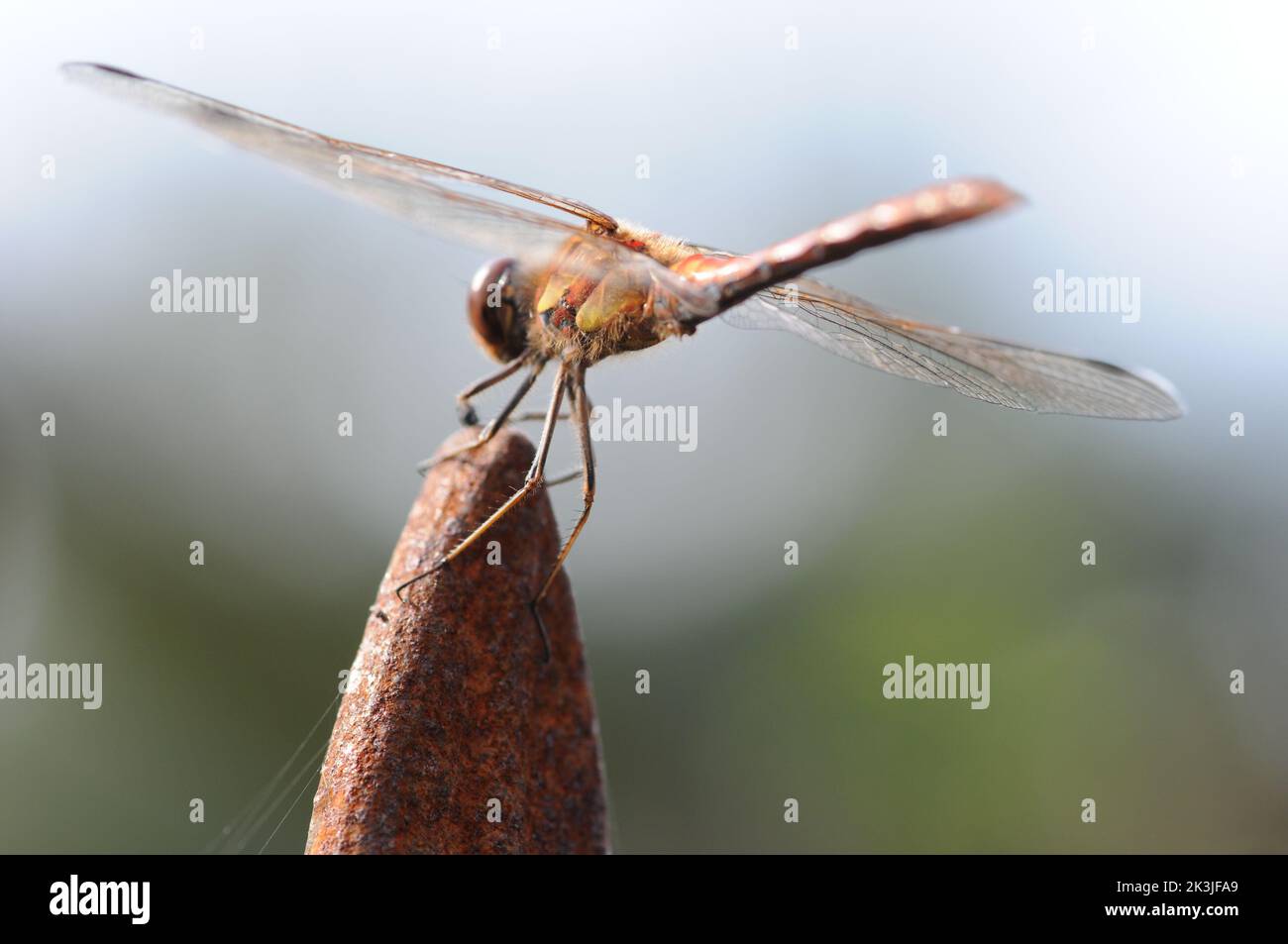 Macrophotography Dragonfly on a rusty obelisk. Detailed close up shot. Hovering on object in sun. Stock Photo
