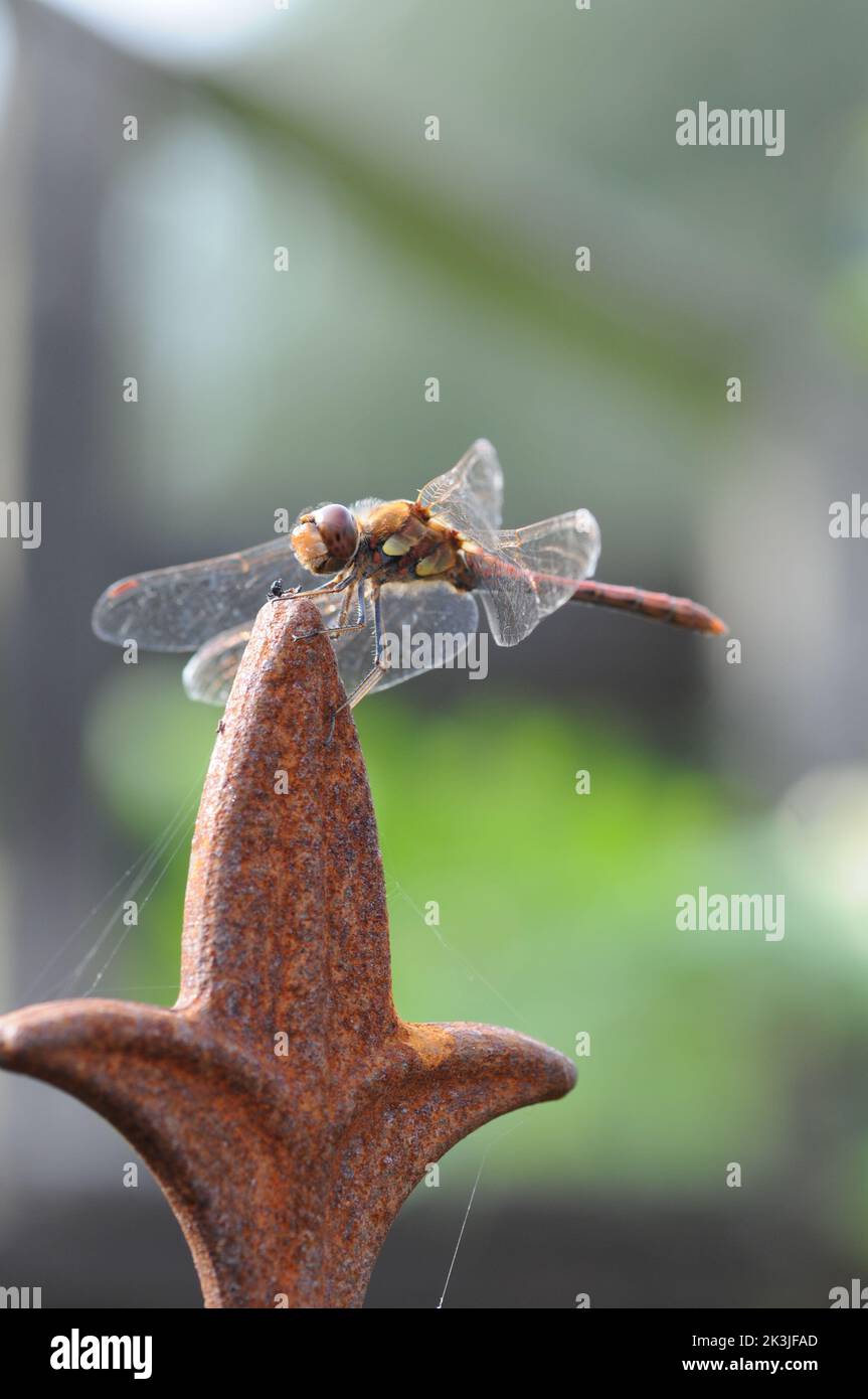 Macrophotography Dragonfly on a rusty obelisk. Detailed close up shot. Hovering on object in sun. Stock Photo