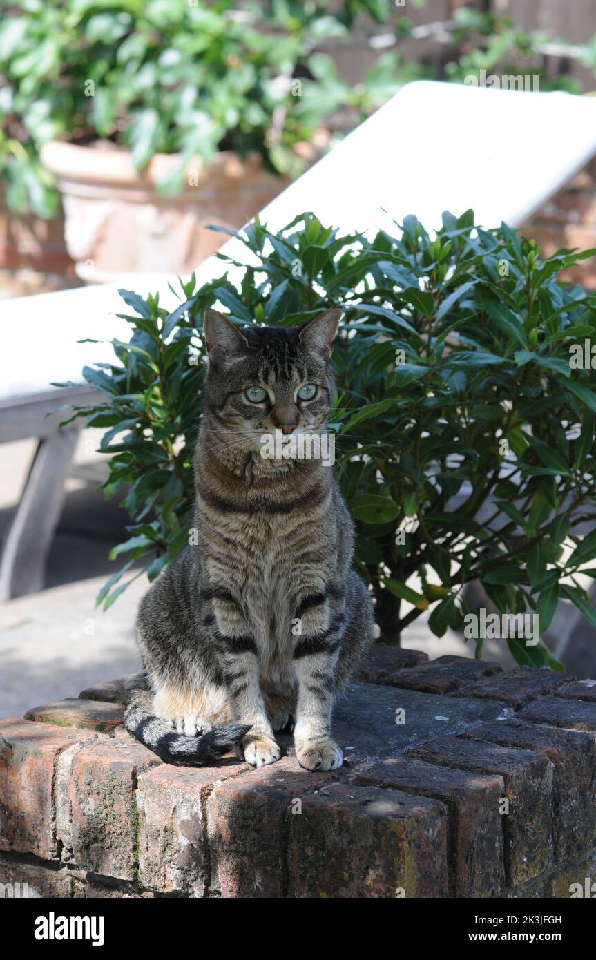 Tabby Cat Close up Summer patio Tabby Kittens close up. Stock Photo