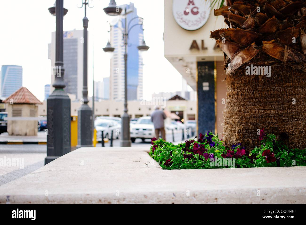 A bunch of blooming flowers on a road in Kuwait Stock Photo Alamy