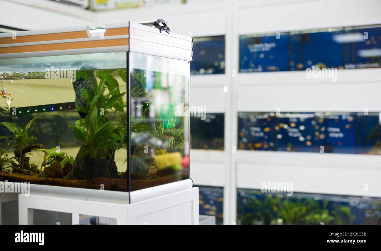Picture of Aquarium with goldfish and algae for sale in pet shop Stock Photo - Alamy