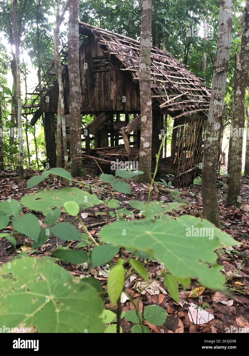 A vertical shot of a wooden house in a forest surrounded by woods and ...