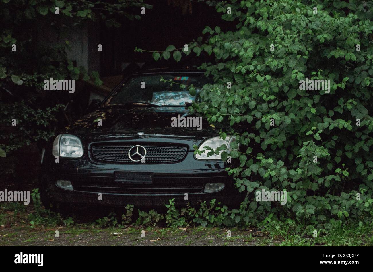 An abandoned Car (Mercedes Benz) left in the bushes to slowly fade away. Worn down car hiding in the bushes and leaves. abandoned car in a bush. Stock Photo