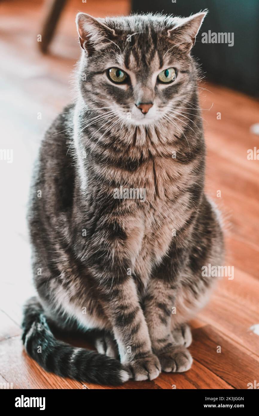 A vertical shot of an adorable cat sitting on a wooden surface Stock Photo