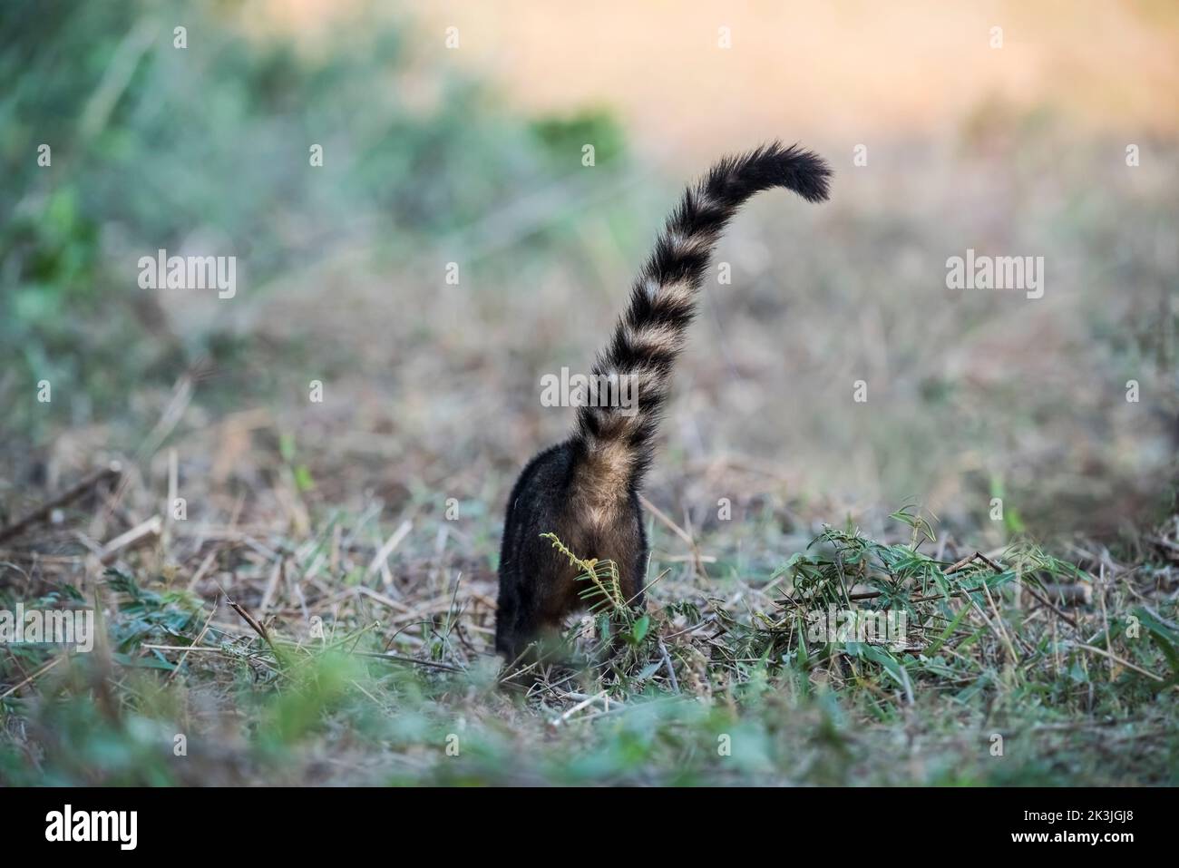Ring tailed coati.Pantanal Brazil.World heritage site Stock Photo - Alamy