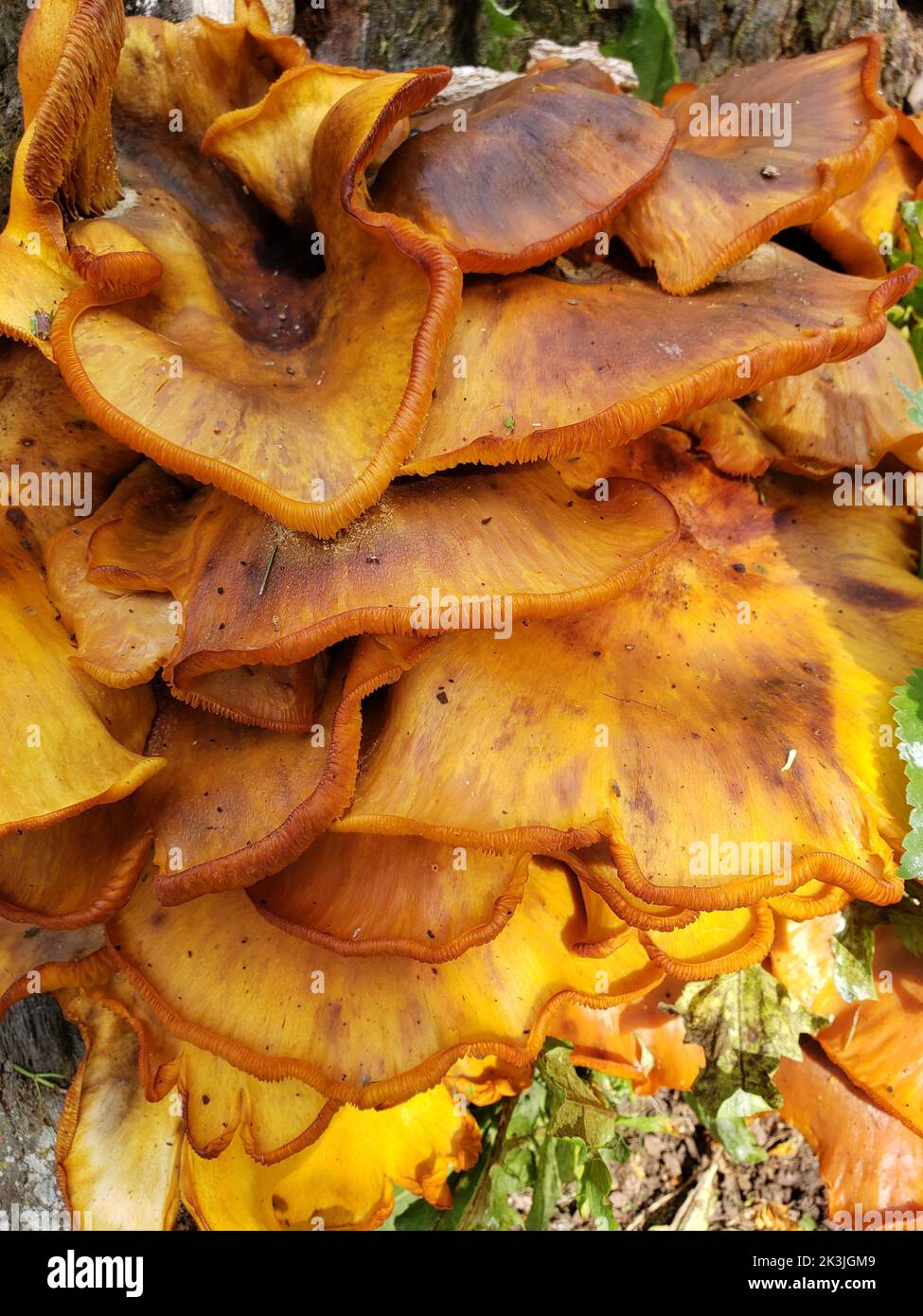 Orange Fungi Growing on a Stump Stock Photo - Alamy