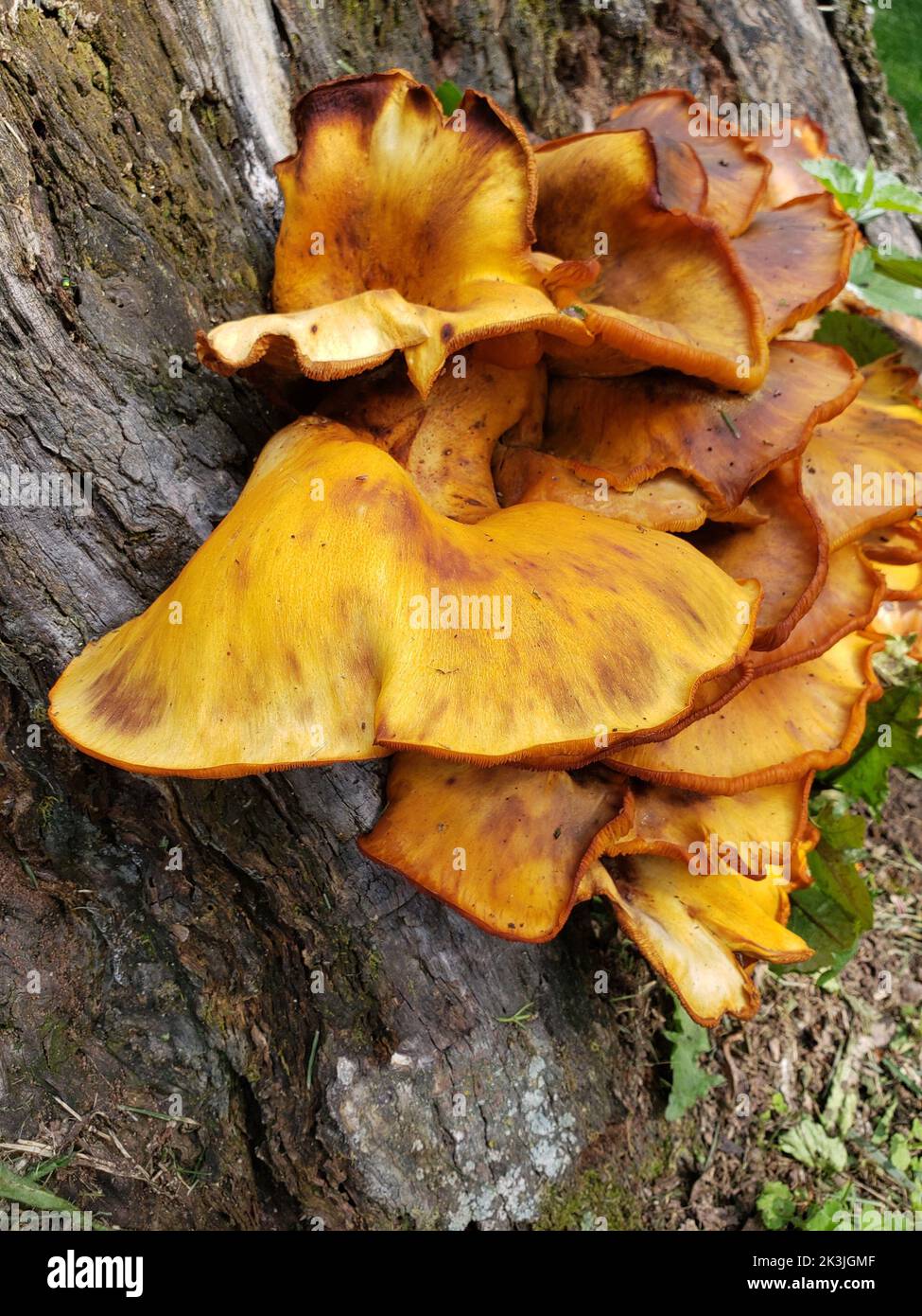 Orange Fungi Growing on a Stump Stock Photo - Alamy