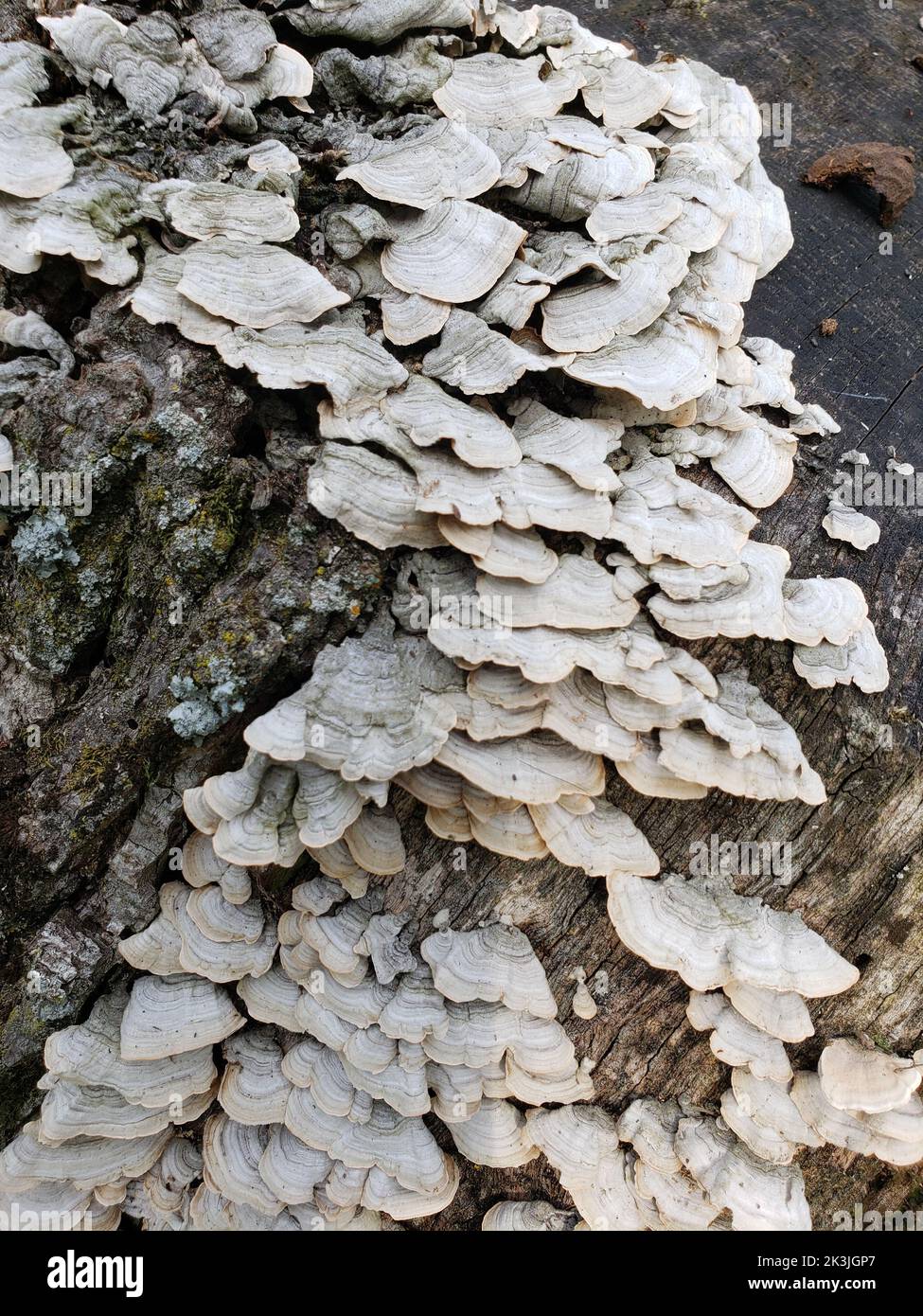 White Scalloped Fungi Growing on a Tree Stump Stock Photo