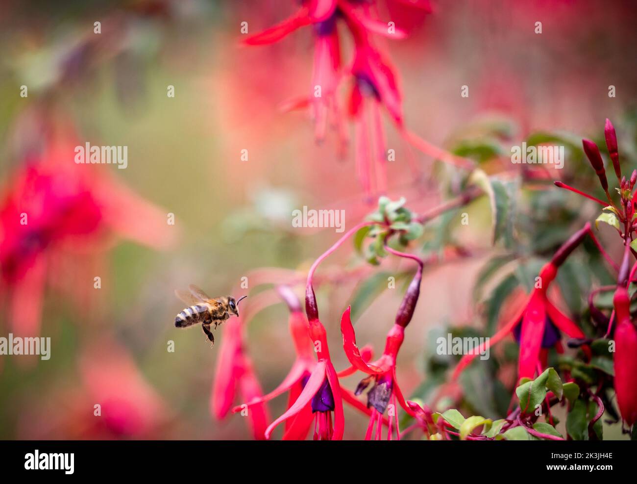 Bee pollinates fuchsias in English garden Stock Photo