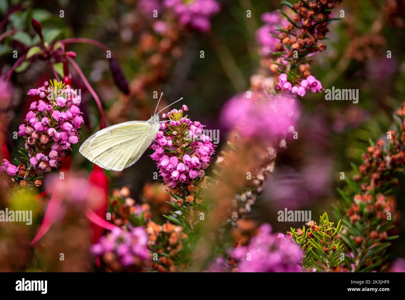 Cabbage White butterfly in English garden on purple heather foliage Stock Photo