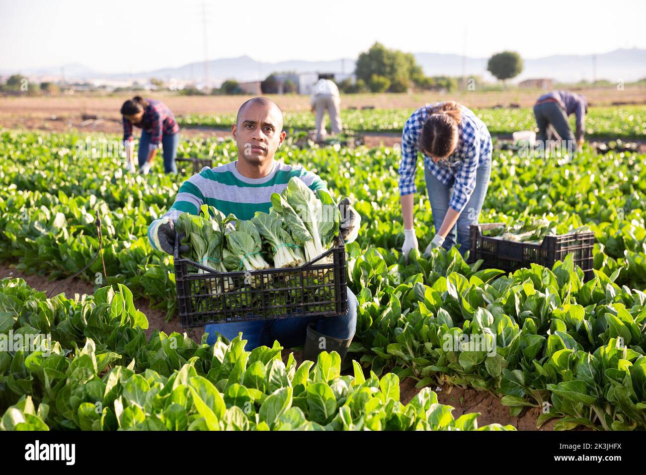 Farmer holding box with picked swiss chard Stock Photo