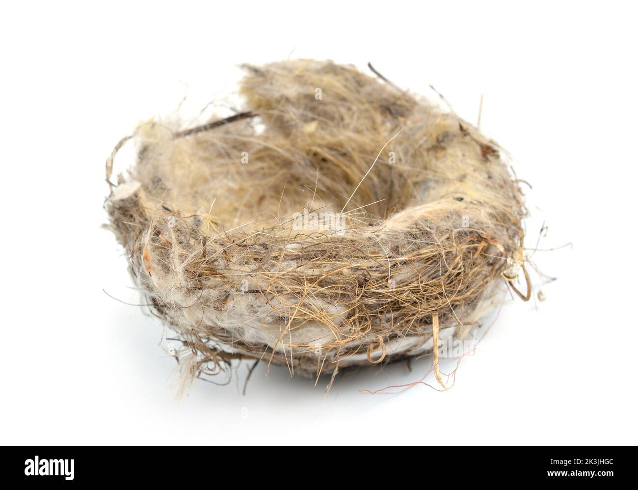 True bird's nest isolated on white background. Stock Photo