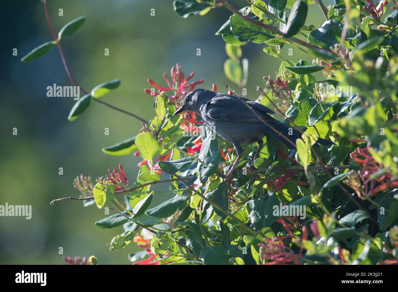 Gray Catbird in the bushes Stock Photo