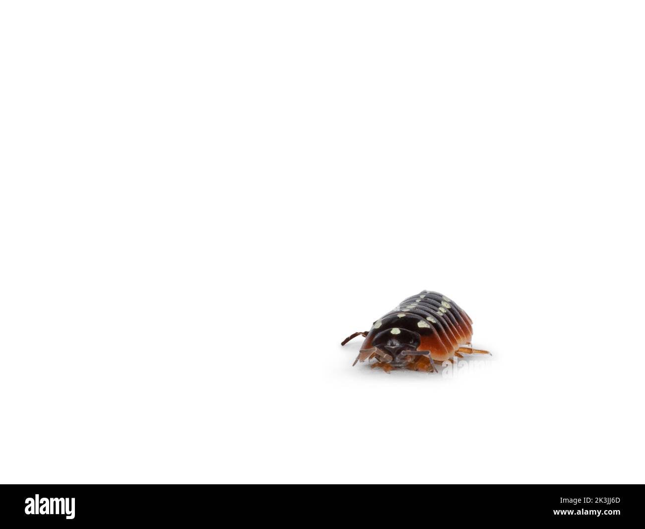 Clown isopod hi-res stock photography and images - Alamy