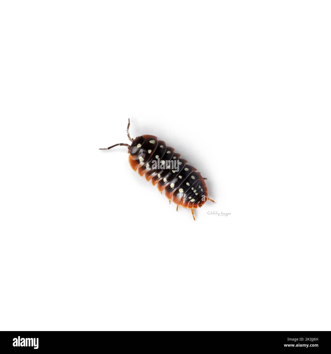 Clown isopod hi-res stock photography and images - Alamy