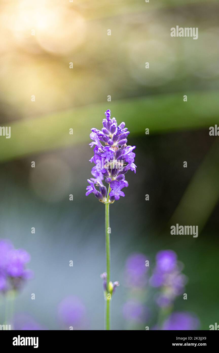 Selective focus vertical shot hi-res stock photography and images - Alamy