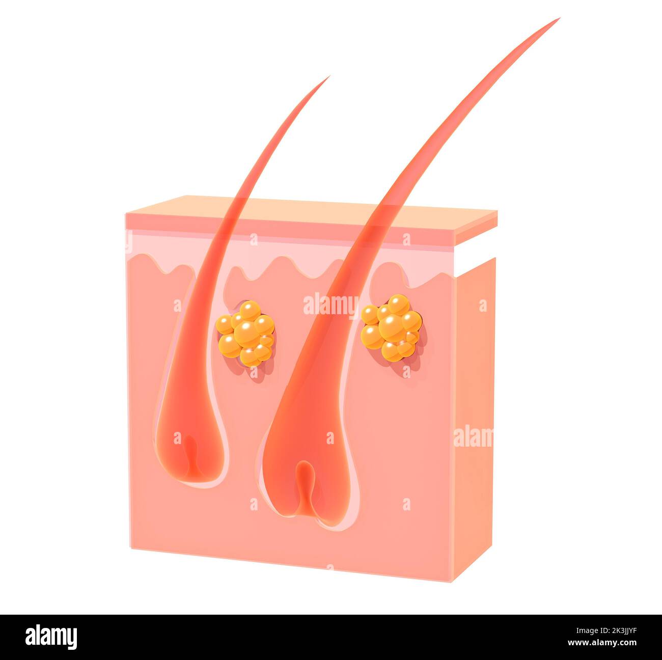 3d illustration of anatomical section of the skin. Showing hair growth