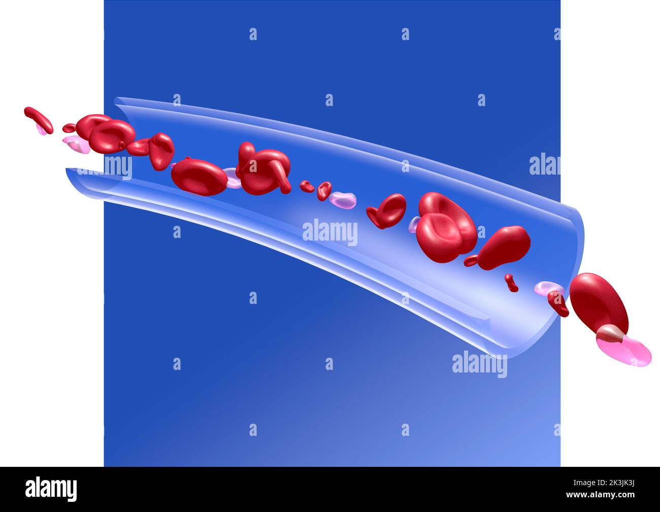 Metarteriole Hi res Stock Photography And Images Alamy metarteriole-hi-res-stock-photography-and-images-alamy