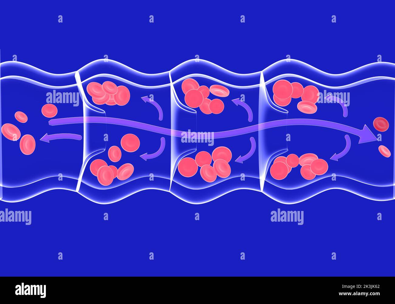 Anatomical 3d illustration of blood circulation in an incompetent diseased vein. Transparent image of glass on a blue background. Stock Photo