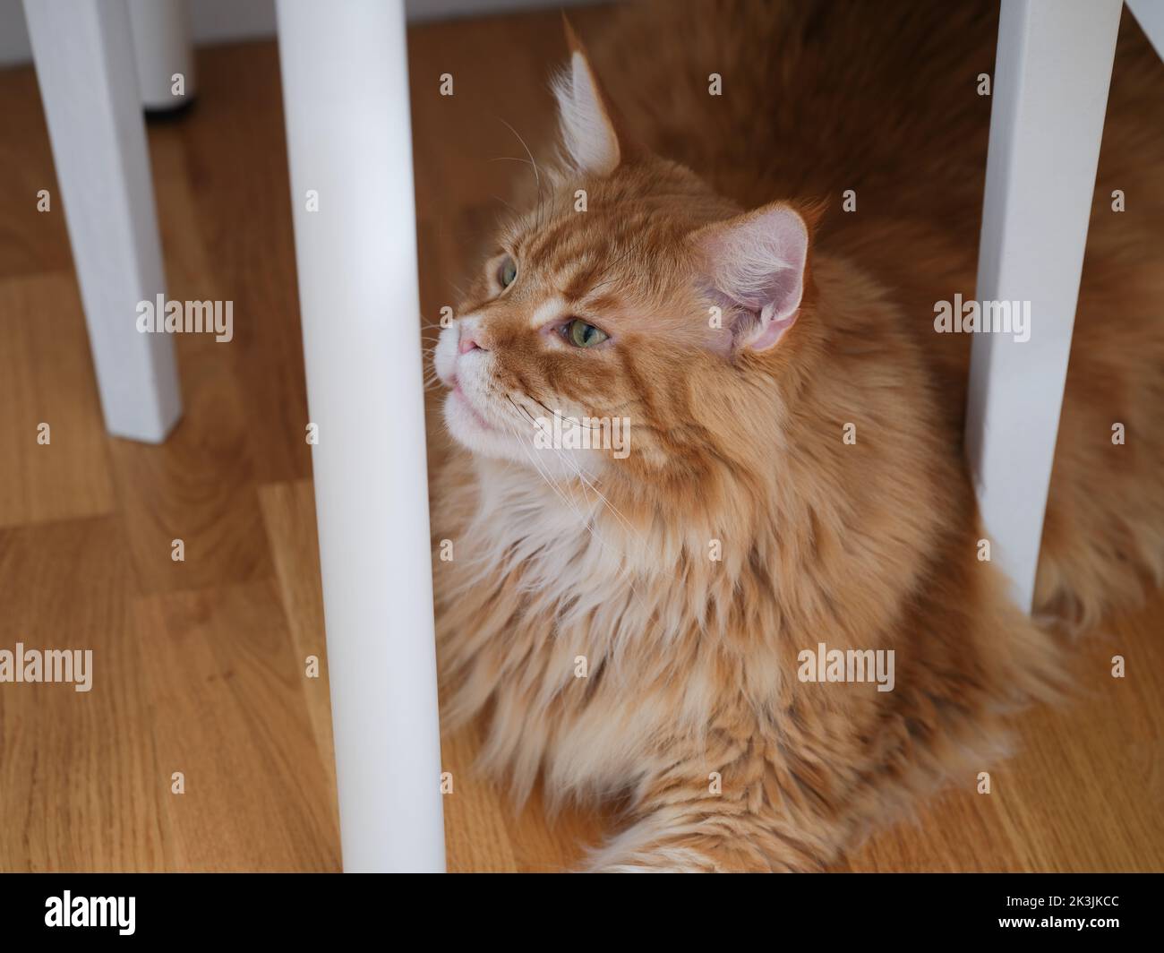 A red Maine Coon cat lying under a table. Close up Stock Photo