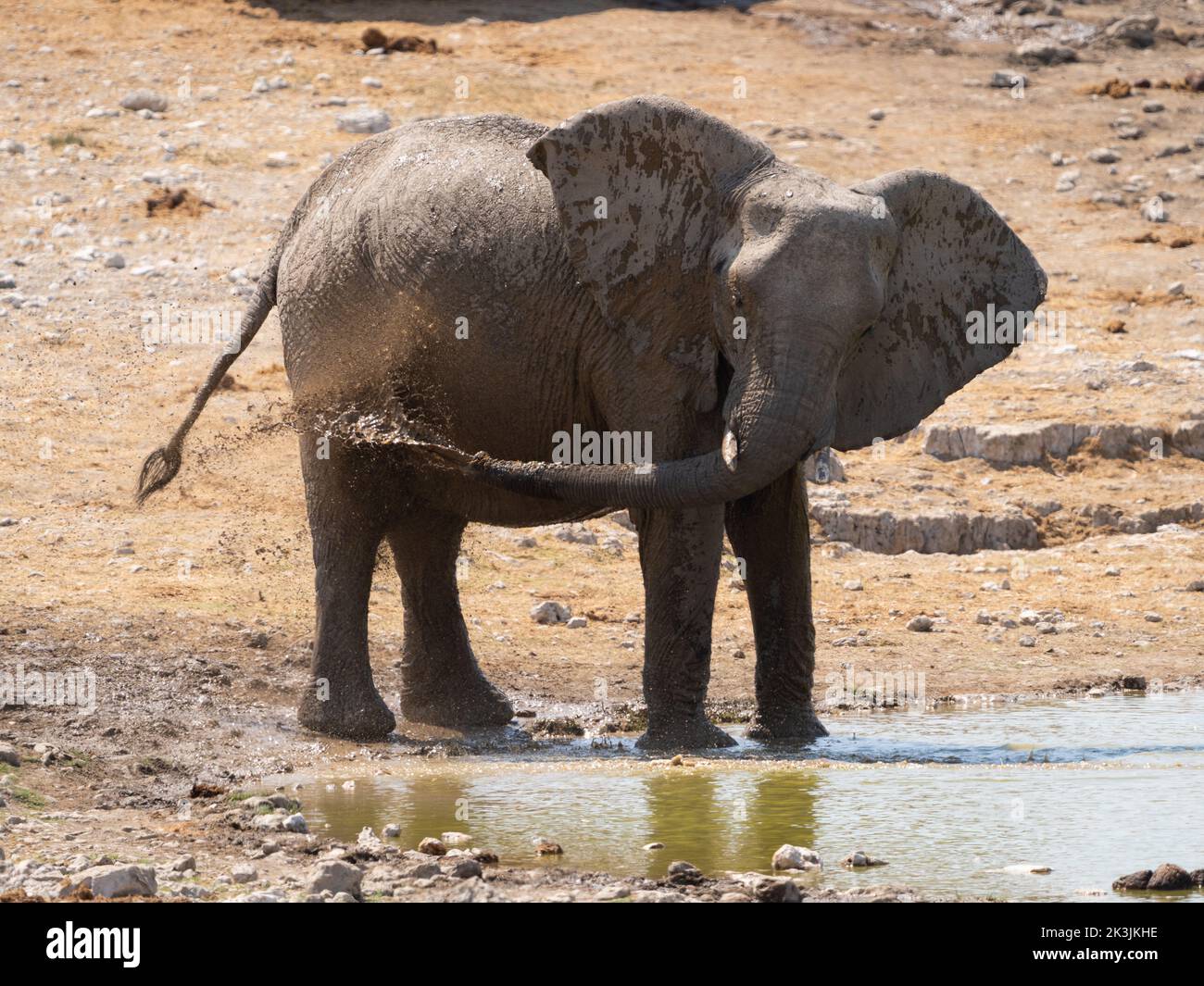 Young elephant covering itself in mud to protect it from the sun in