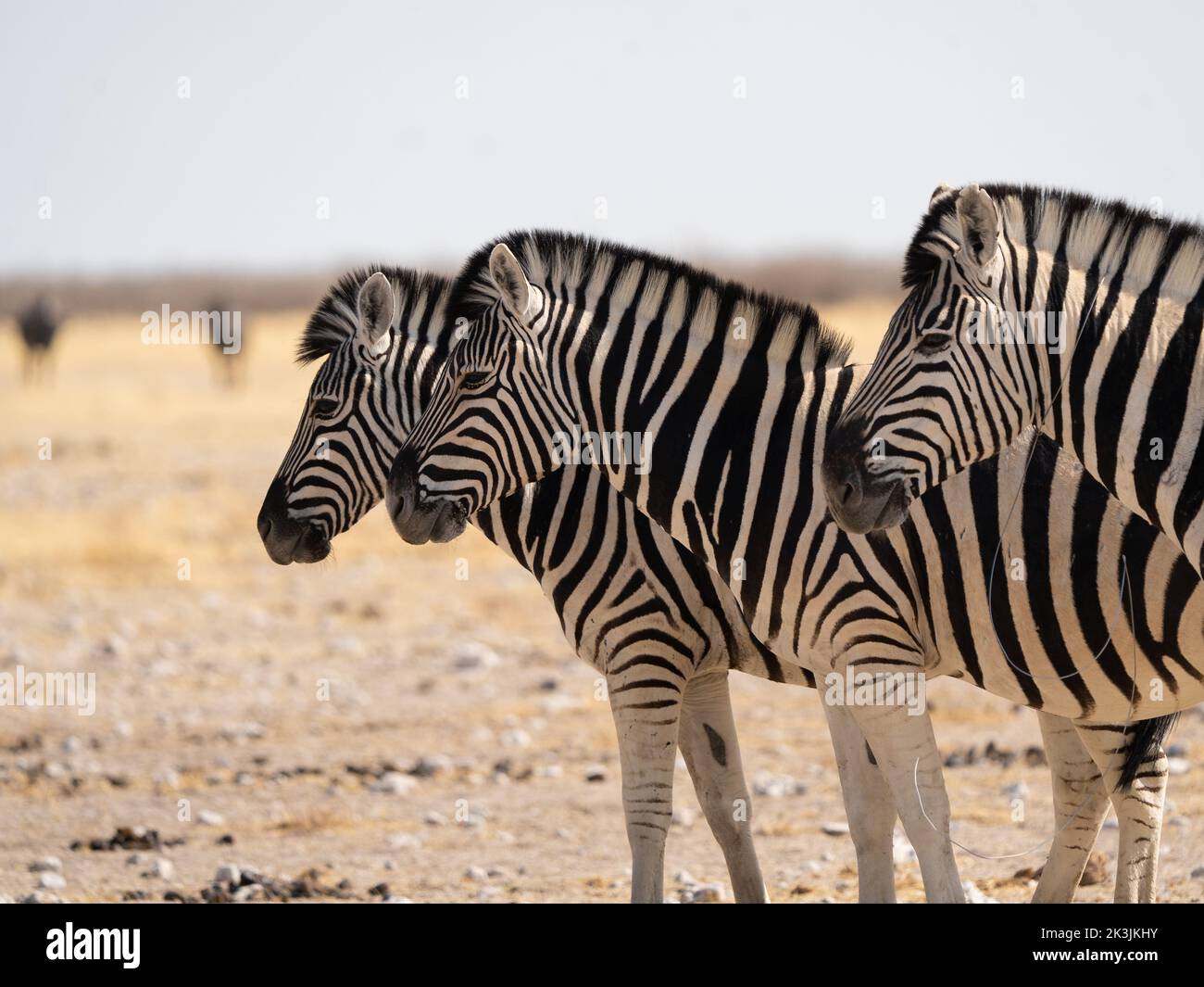 Three beautiful plain zebras in a row next to the waterhole in Etosha Nationalpark, Namibia. Stock Photo