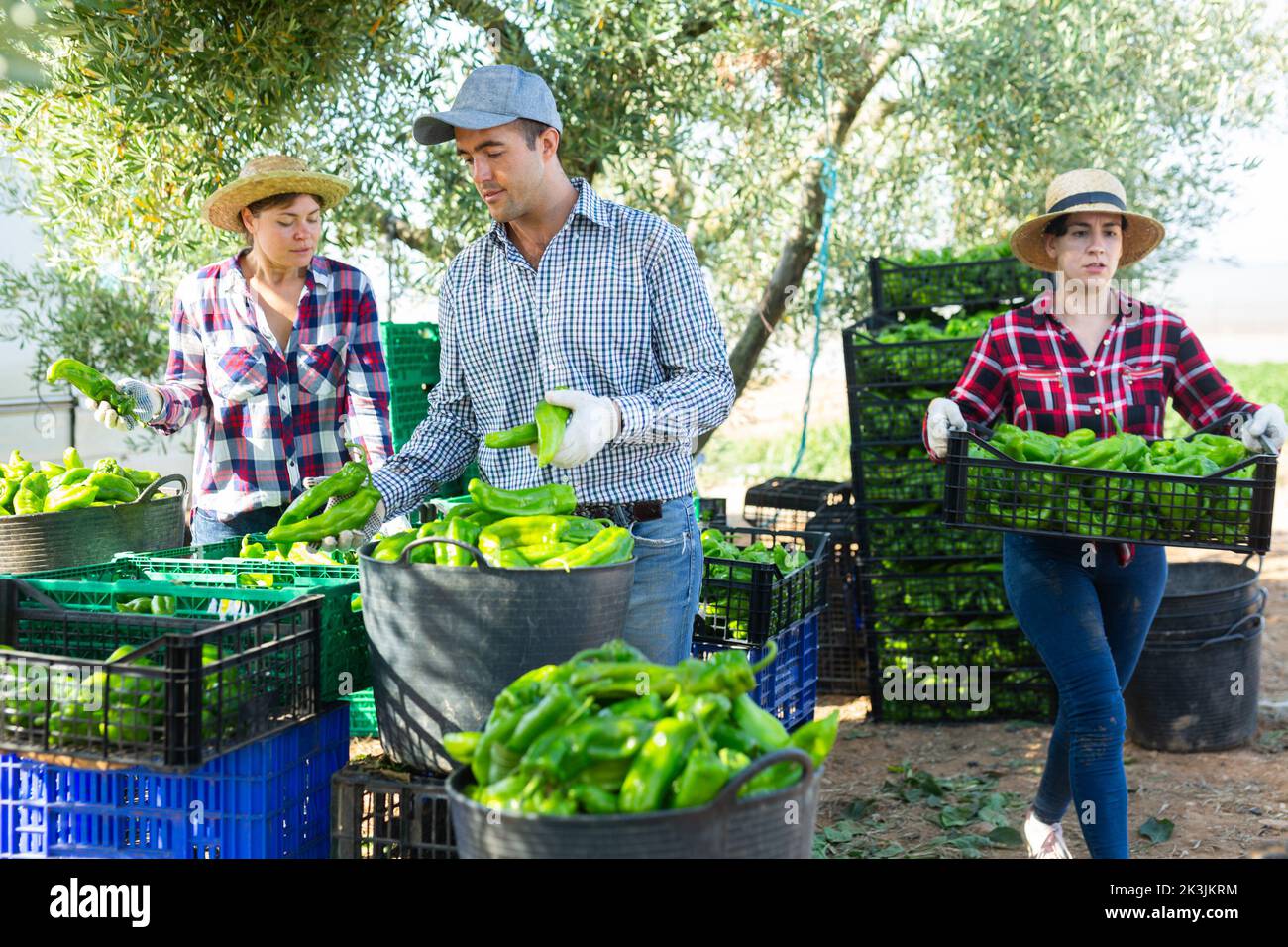 Women and man gardeners sorting ripe green pepper Stock Photo