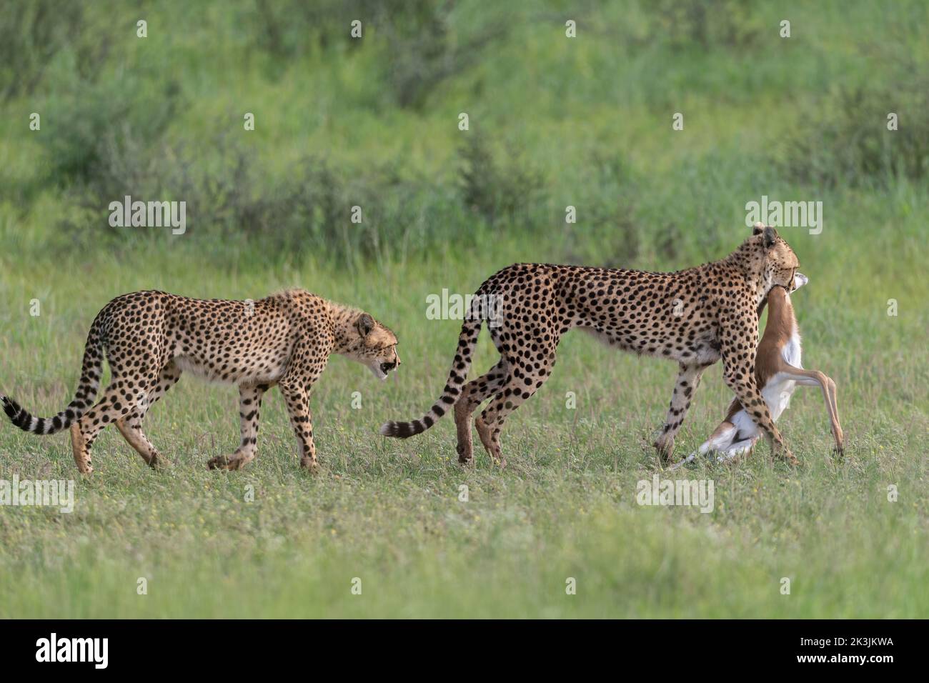 Cheetah (Acinonyx jubatus) carrying springbok kill, Kgalagadi transfrontier park, Northern Cape, South Africa, February 2022 Stock Photo