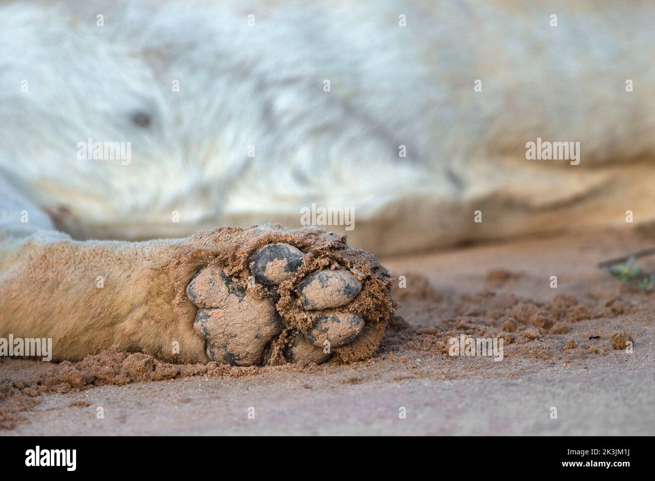 Lion (Panthera leo) paw, Kgalagadi transfrontier park, Northern Cape, South Africa Stock Photo