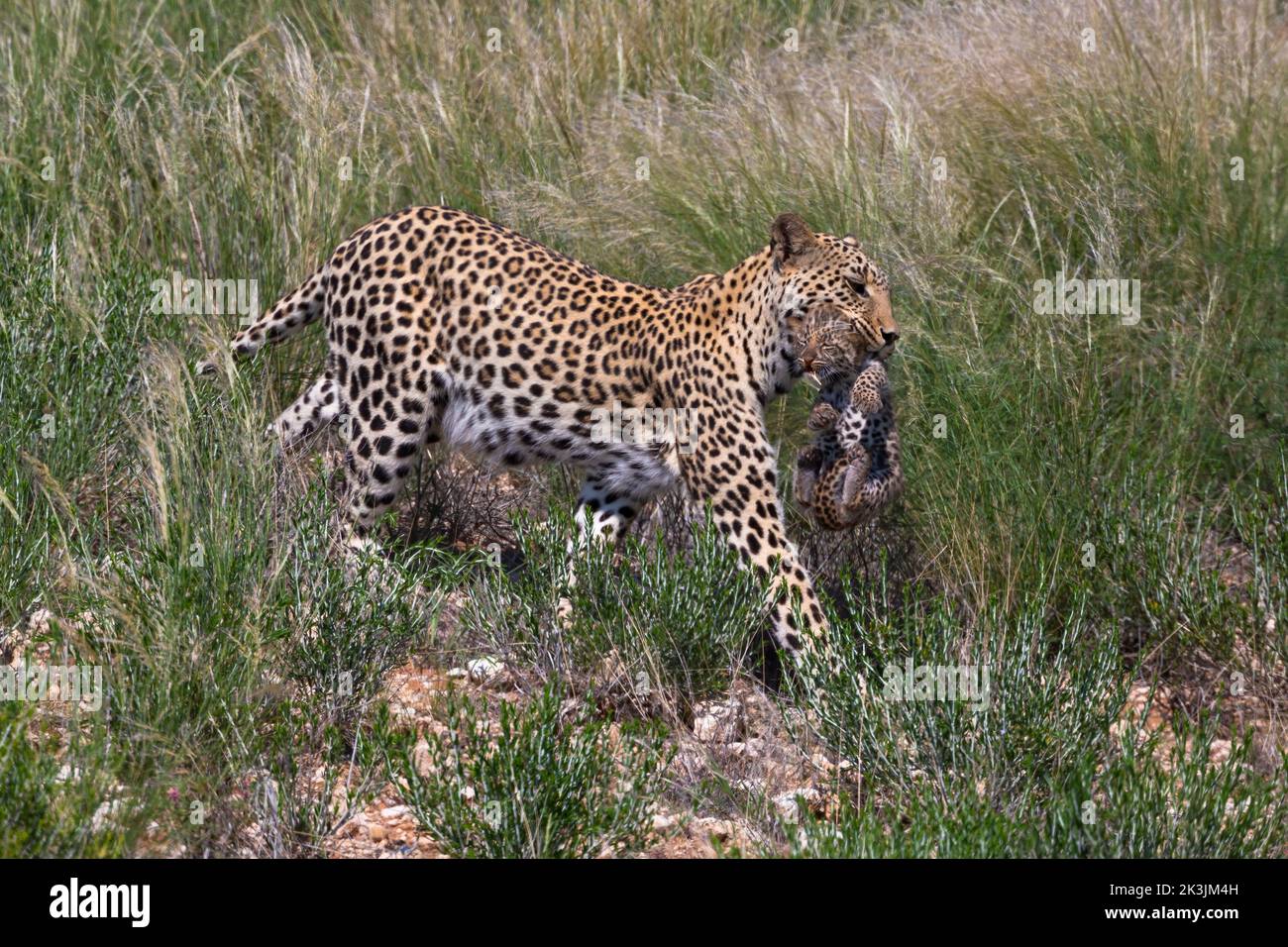 Leopard female (Panthera pardus) carrying cub to new den, Kgalagadi Transfrontier Park, South Africa, February 2022 Stock Photo