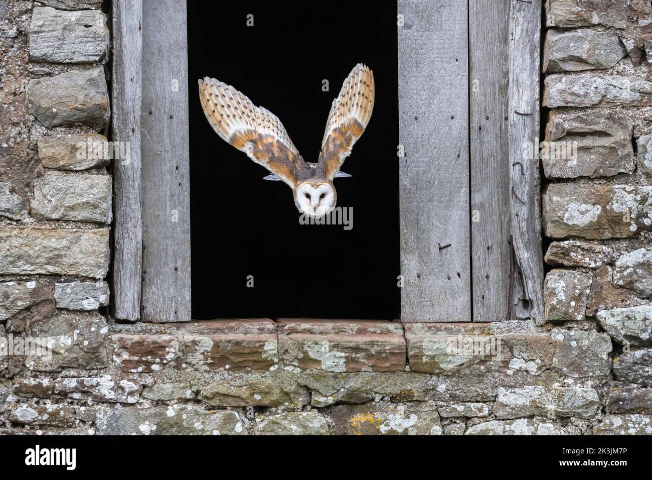 Barn owl (Tyto alba) flying out of barn, Controlled, Cumbria, UK Stock Photo