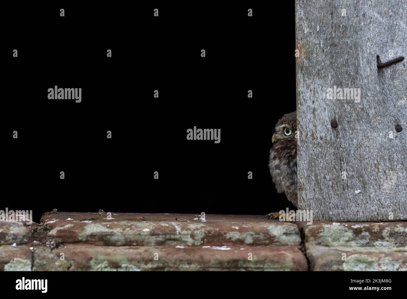 Little owl (Athene noctua), controlled, Cumbria, UK Stock Photo