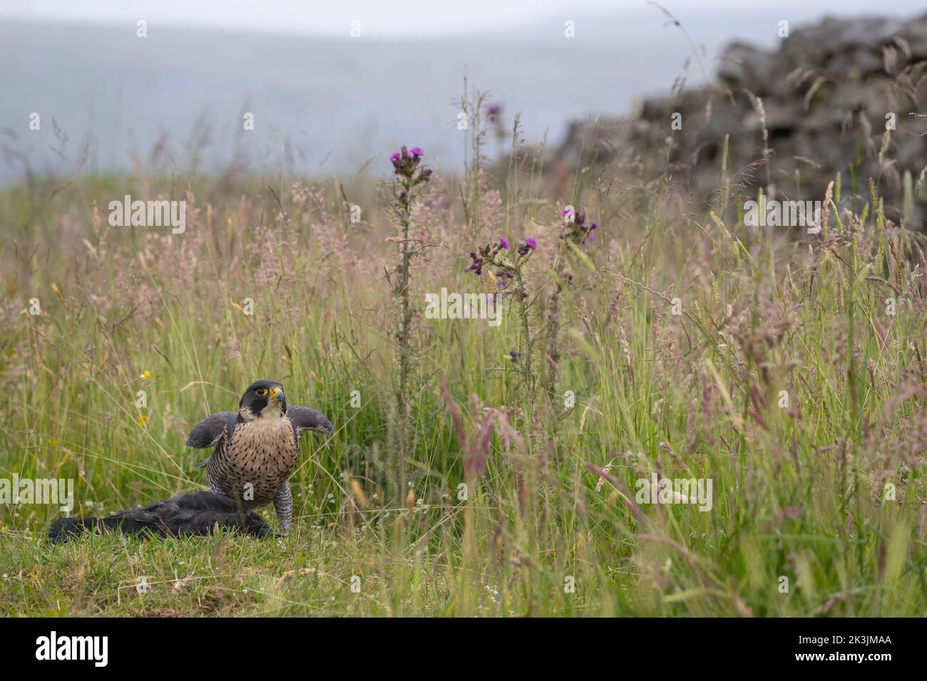 Peregrine (Falco peregrinus) with crow prey, controlled, Cumbria, UK Stock Photo