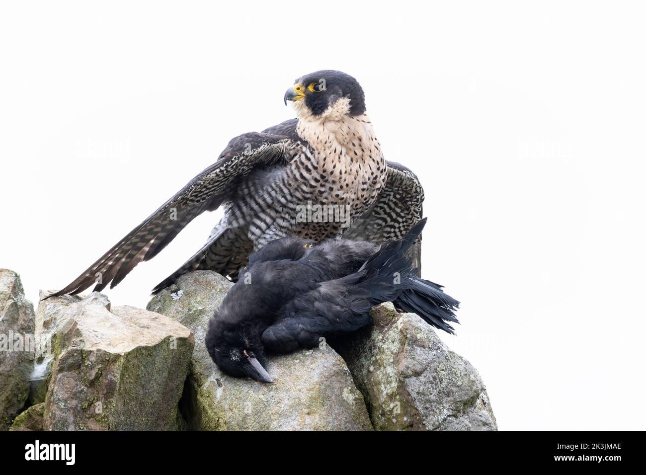 Peregrine (Falco peregrinus) with crow prey, controlled, Cumbria, UK Stock Photo
