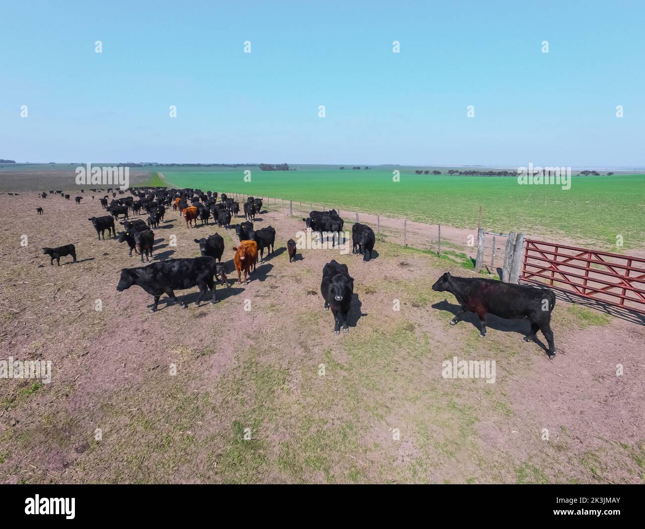 Farmer cows argentina hi-res stock photography and images - Alamy