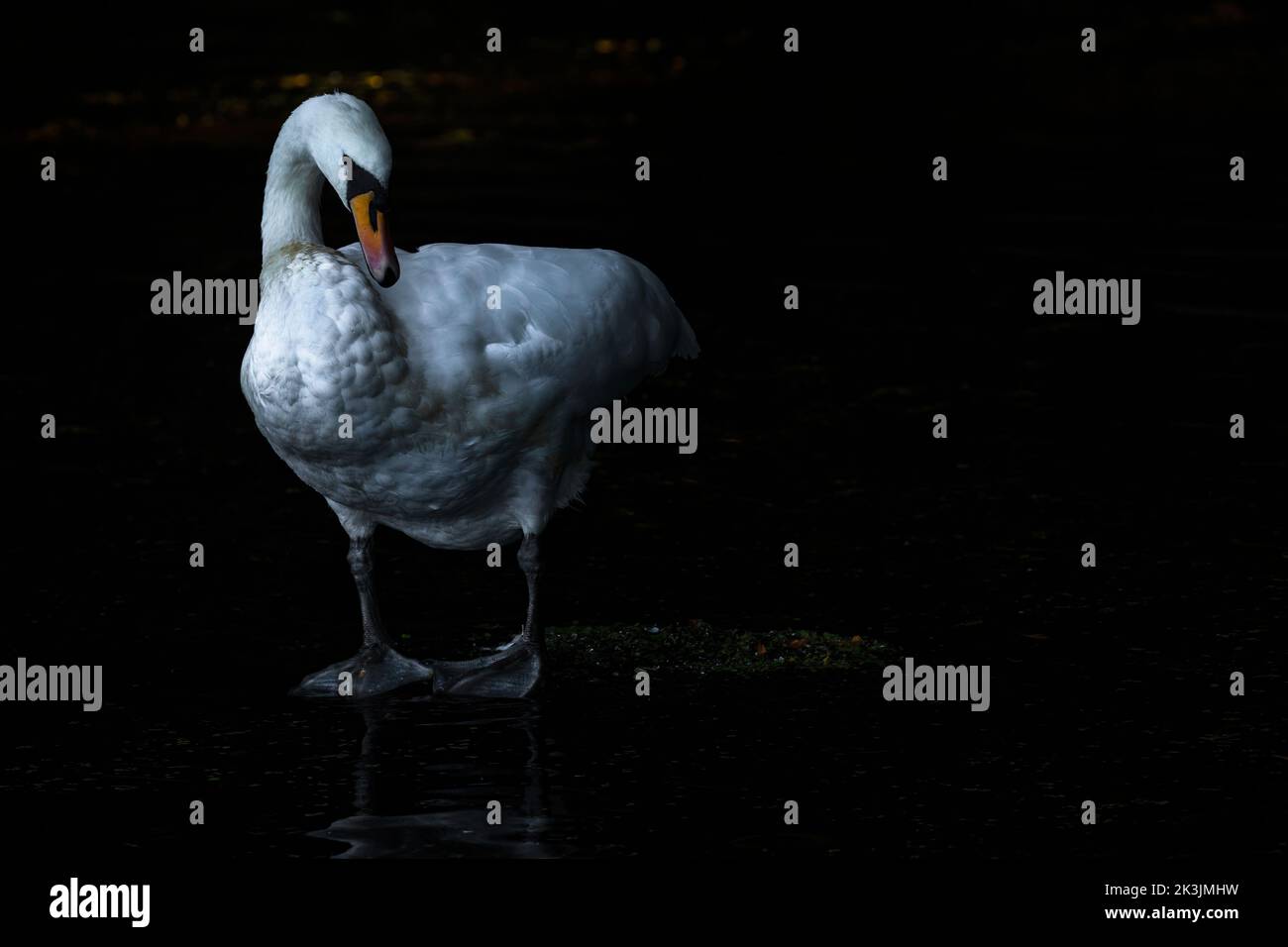 Mute swan (Cygnus olor), Bolam Lake Country Park, Northumberland, UK Stock Photo