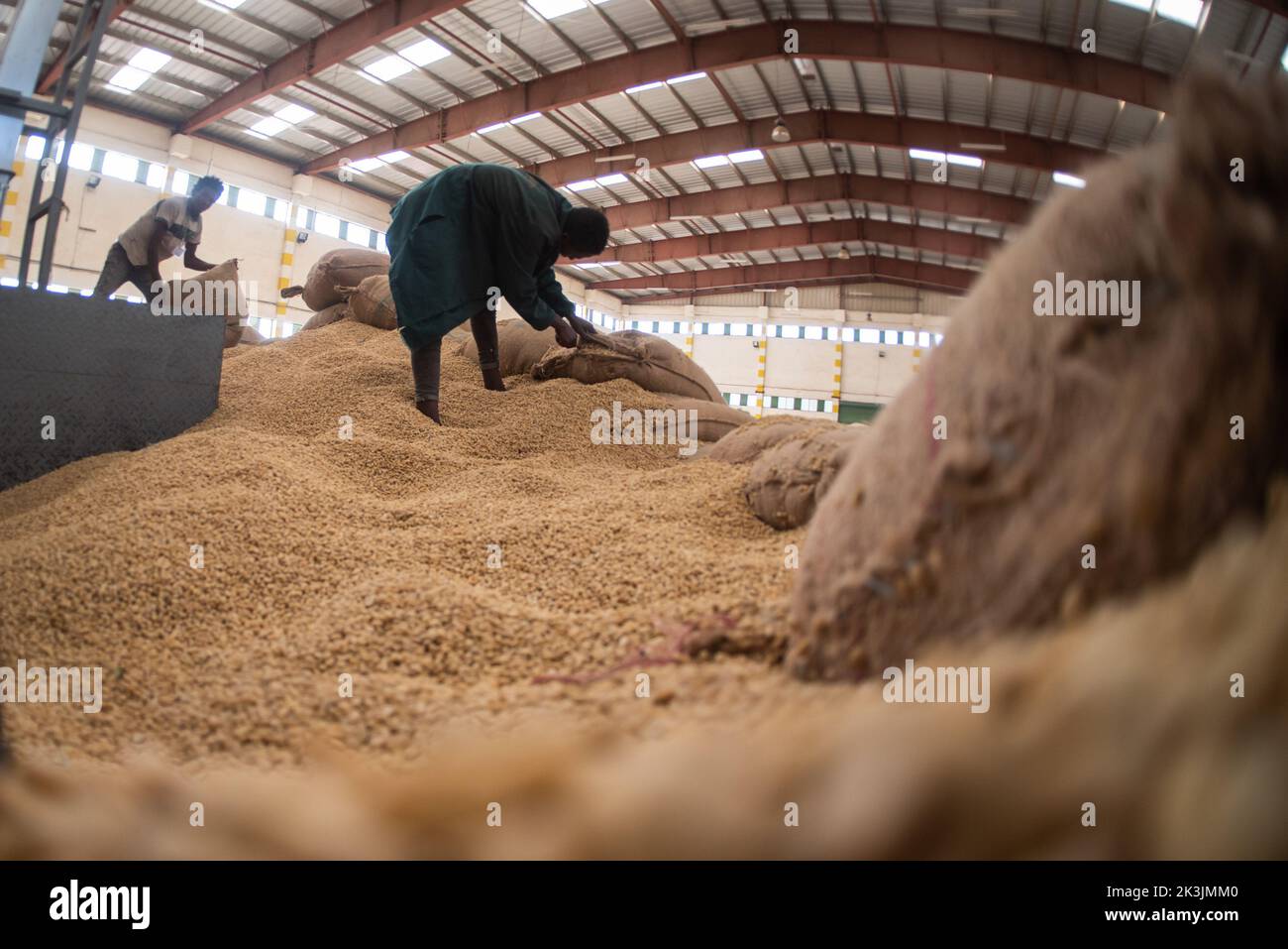 Addis Ababa, Ethiopia. 21st Oct, 2021. Employees work with coffee beans at a coffee processing plant in Addis Ababa, Ethiopia, Oct. 21, 2021. The increasing number of consumers and growing popularity of Ethiopia's coffee among the Chinese people is propelling Ethiopia's coffee export market, officials and coffee exporters said.TO GO WITH 'Feature: Ethiopian coffee garners popularity among Chinese consumers' Credit: Michael Tewelde/Xinhua/Alamy Live News Stock Photo