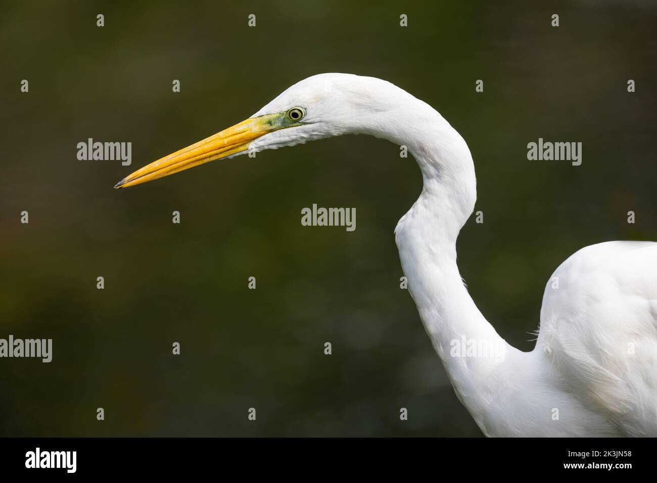 Great White Egret watching for prey Stock Photo
